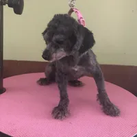 Liberty Scout 4 lbs toy, a male Poodle - Toy  for sale in Colcord, OK – Photo 5 of 10