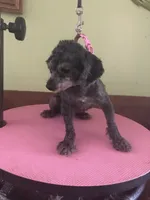 Liberty Scout 4 lbs, a male Poodle - Toy  for sale in Colcord, OK – Photo 3 of 10