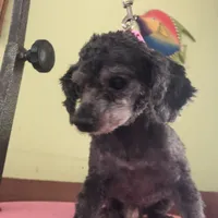 Liberty Scout 4 lbs toy, a male Poodle - Toy  for sale in Colcord, OK – Photo 8 of 10