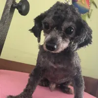 Liberty Scout 4 lbs toy, a male Poodle - Toy  for sale in Colcord, OK – Photo 4 of 10