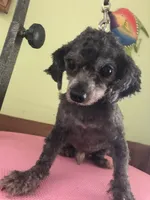 Liberty Scout 4 lbs, a male Poodle - Toy  for sale in Colcord, OK – Photo 1 of 10