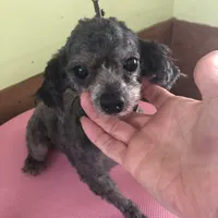 Liberty Scout 4 lbs toy, a male Poodle - Toy  for sale in Colcord, OK – Photo 7 of 10