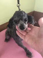 Liberty Scout 4 lbs, a male Poodle - Toy  for sale in Colcord, OK – Photo 5 of 10