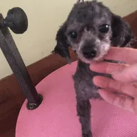 Liberty Scout 4 lbs toy, a male Poodle - Toy  for sale in Colcord, OK – Photo 9 of 10