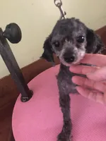 Liberty Scout 4 lbs, a male Poodle - Toy  for sale in Colcord, OK – Photo 9 of 10