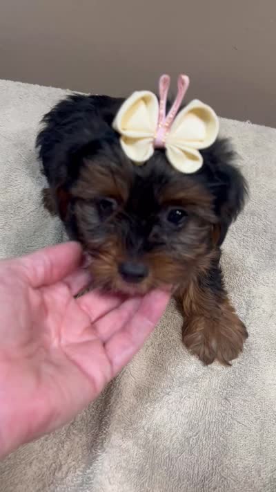 huge lover dog door trained , a female Yorkshire Terrier for sale in Colcord, OK – 10 of 10