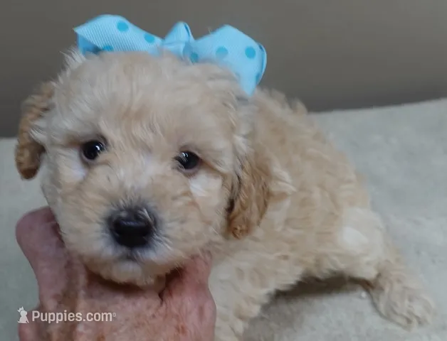 Teddy apricot – Poodle - Toy  puppy for sale in Colcord, OK