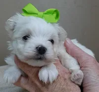 Harpo, a male Maltese for sale in Colcord, OK – Photo 6 of 10