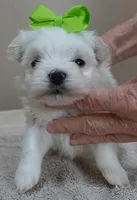 Harpo, a male Maltese for sale in Colcord, OK – Photo 7 of 10