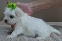 Harpo, a male Maltese for sale in Colcord, OK – Photo 4 of 10