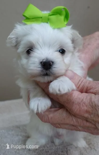 Harpo – Maltese puppy for sale in Colcord, OK