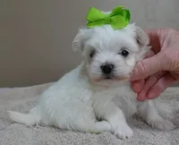 Harpo, a male Maltese for sale in Colcord, OK – Photo 5 of 10