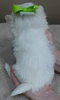 Harpo, a male Maltese for sale in Colcord, OK – Photo 10 of 10