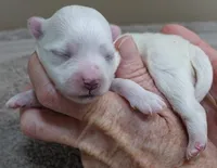Harpo, a male Maltese for sale in Colcord, OK – Photo 5 of 8