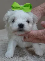 Harpo, a male Maltese for sale in Colcord, OK – Photo 2 of 10