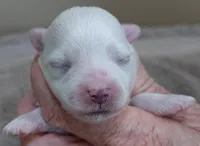Harpo, a male Maltese for sale in Colcord, OK – Photo 4 of 8