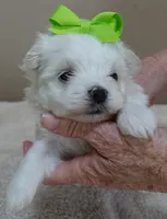 Harpo, a male Maltese for sale in Colcord, OK – Photo 8 of 10
