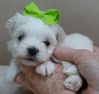 Harpo, a male Maltese for sale in Colcord, OK – Photo 9 of 10