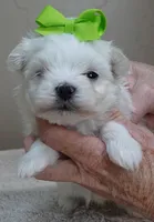 Harpo, a male Maltese for sale in Colcord, OK – Photo 3 of 10