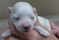 Harpo, a male Maltese for sale in Colcord, OK – Photo 6 of 8