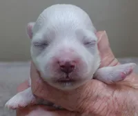 Harpo, a male Maltese for sale in Colcord, OK – Photo 7 of 8