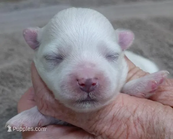 Harpo – Maltese puppy for sale in Colcord, OK