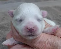 Harpo, a male Maltese for sale in Colcord, OK – Photo 1 of 8