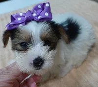 Panda , a female Yorkshire Terrier for sale in Colcord, OK – 2 of 10