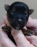 Fern, a female Yorkshire Terrier for sale in Colcord, OK – Photo 3 of 10