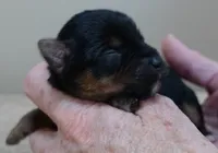 Fern, a female Yorkshire Terrier for sale in Colcord, OK – Photo 8 of 10