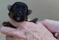 Fern, a female Yorkshire Terrier for sale in Colcord, OK – Photo 5 of 10