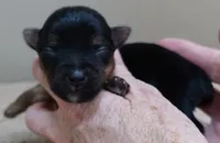 Fern, a female Yorkshire Terrier for sale in Colcord, OK – Photo 4 of 10