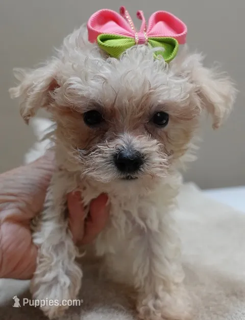 Teacup Maddie 1.3 lbs – Maltipoo puppy for sale in Colcord, OK