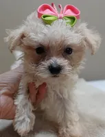 Teacup Maddie 1.3 lbs, a female Maltipoo for sale in Colcord, OK – 1 of 10