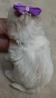 TEACUP Kali, a female Maltipoo for sale in Colcord, OK – 9 of 9