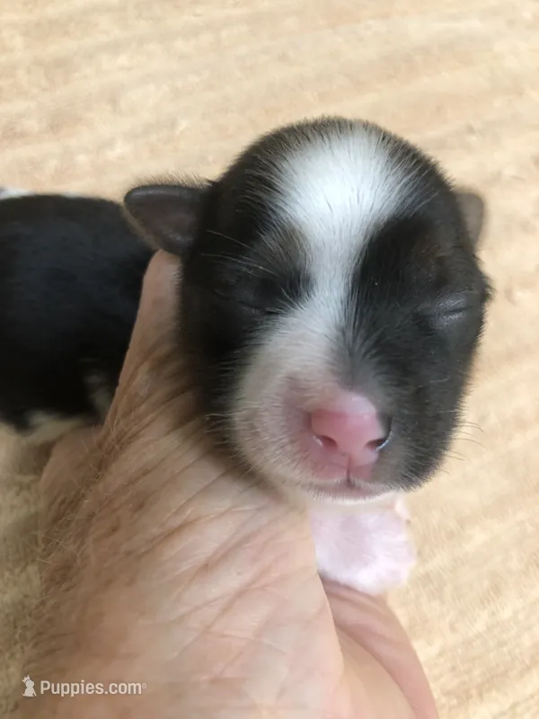 Eli parti – Yorkshire Terrier puppy for sale in Colcord, OK