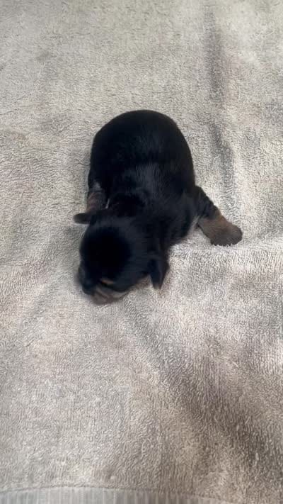 Noodles , a male Yorkshire Terrier for sale in Colcord, OK – 1 of 1