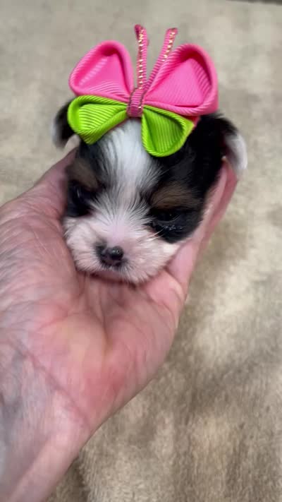 Kiva 14 ounces, a female Yorkshire Terrier for sale in Colcord, OK – 10 of 10