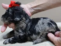 Mirlo rare blue merle, a male Poodle - Toy  for sale in Colcord, OK – 6 of 10