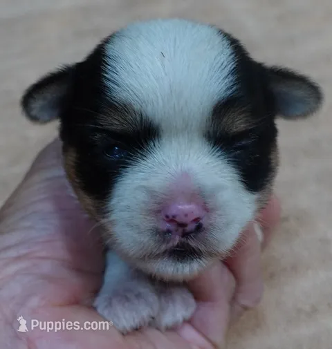 Lexiea – Yorkshire Terrier puppy for sale in Colcord, OK