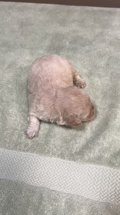 Biscuit, a male Maltipoo for sale in Colcord, OK – 10 of 10