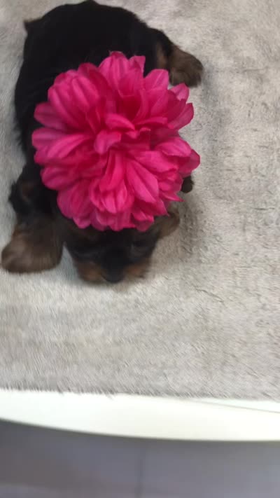 Bubbles, a female Yorkshire Terrier for sale in Colcord, OK – 10 of 10