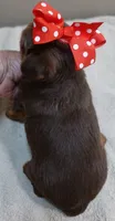 Samson, a male Yorkshire Terrier for sale in Colcord, OK – 9 of 10