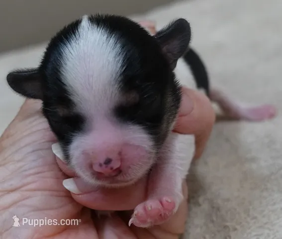 Camila – Yorkshire Terrier puppy for sale in Colcord, OK
