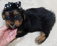 Peyton, a male Yorkshire Terrier for sale in Colcord, OK – 3 of 10