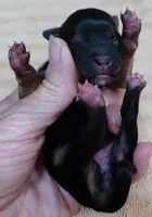 Tiny Daisy 4 ounces, a female Yorkshire Terrier for sale in Colcord, OK – 2 of 9