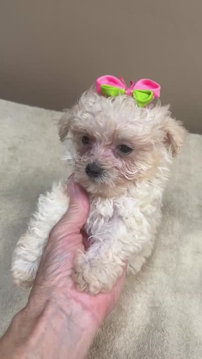 Teacup Maddie 1.3 lbs, a female Maltipoo for sale in Colcord, OK – 9 of 10