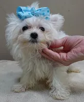 TEACUP Harlow , a male Maltese for sale in Colcord, OK – 2 of 10