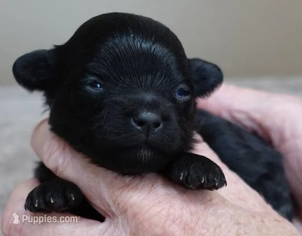Emersyn – Maltipoo puppy for sale in Colcord, OK