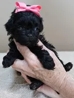 TEACUP Emersyn, a female Maltipoo for sale in Colcord, OK – Photo 7 of 10